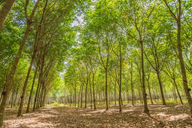 Kauçuk ağacı grupta Hdr filtre satırı