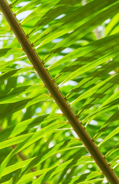 Візерунок Зелений лист пальмового дерева — стокове фото