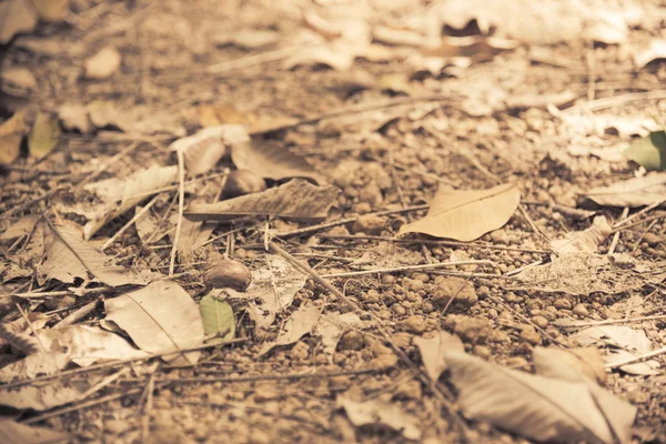 Falled droog blad op bodem verdieping met Vintage filter — Stockfoto