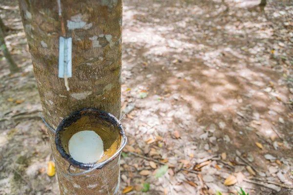 Bowl for tapping latex from rubber tree with selective focus — Stock Photo, Image