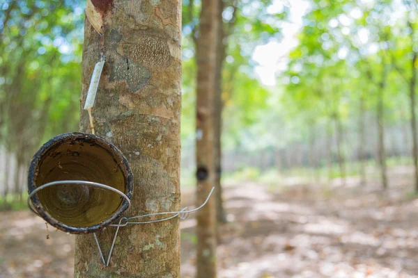 Bowl for tapping latex from rubber tree with selective focus — Stock Photo, Image