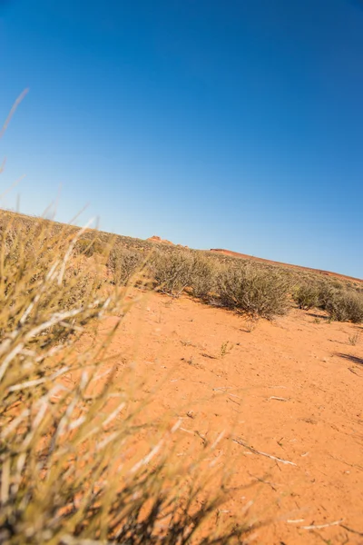 Lanscape scene of meadow in desert — Stock Photo, Image