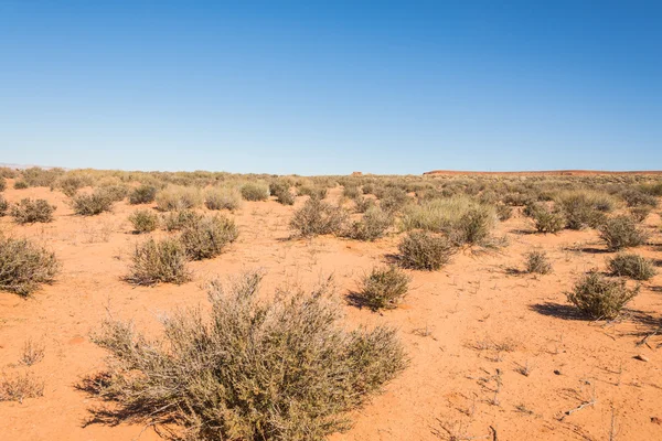 Lanscape scene of meadow in desert — Stock Photo, Image