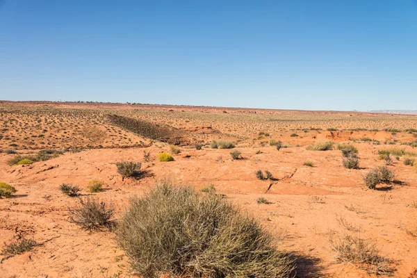 Lanscape scene of meadow in desert — Stock Photo, Image