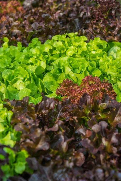 Ensalada fresca deja lechuga con cabeza de mantequilla y roble rojo en la granja ecológica con enfoque suave —  Fotos de Stock