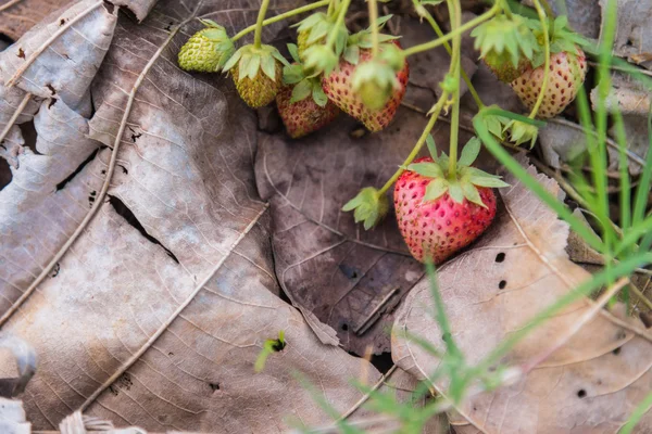Fresh strawberry in the organic farm — Stock Photo, Image