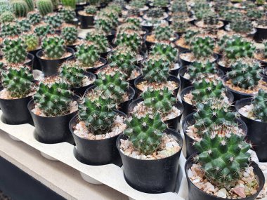 Echinopsis calochlora yeşil kaktüslerden oluşan küçük bir grup bahçedeki bitkiyi hazırlamak için küçük siyah plastik kapta.