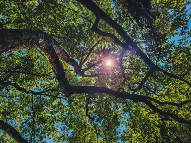 Yeşil yapraklar ve güneş ışığı taze ormandaki ağaç dalları arasında parlıyor.
