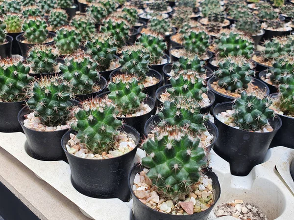 Groep Van Kleine Echinopsis Calochlora Groene Cactus Kleine Zwarte Kunststof — Stockfoto