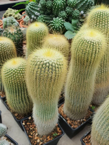 Groep Kleine Eriocactus Leninghausii Cactus Kleine Kunststof Pot Voor Voorbereiding — Stockfoto