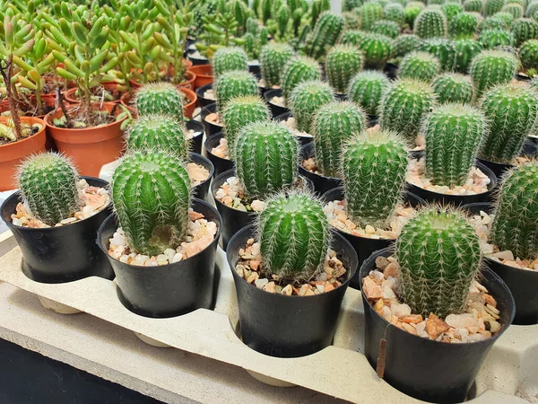 Groep Van Kleine Eriocactus Leninghausil Kleine Zwarte Kunststof Pot Voor — Stockfoto