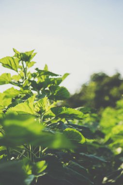 Bahçedeki yeşil ayçiçeği ağacının doğal arka plan konsepti için gün batımı ışığı.