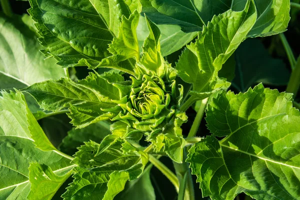 Stängt Upp Grön Ung Solros Trädgården Fält Med Solnedgång Ljus — Stockfoto