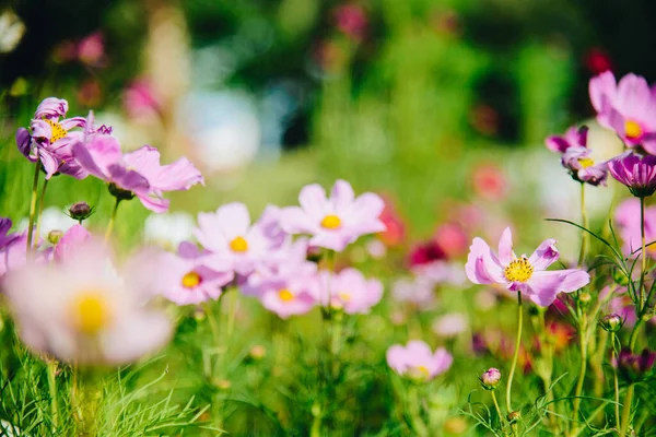 Hermosas Flores Rosadas Cosmos Que Florecen Jardín Con Luz Mañana —  Fotos de Stock