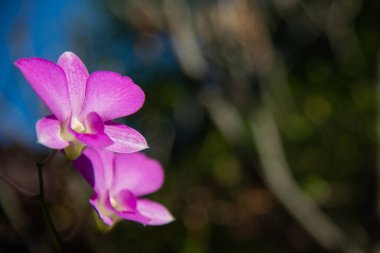 Güzel mor orkideler, arka plan konsepti için bahçede phalaenopsis çiçeği.