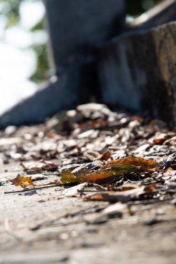 Seçici odak noktası Düşen sonbahar yaprakları doğa arka planı konsepti için merdiven üzerinde