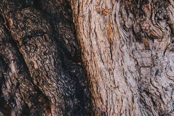 Detalle Cerca Textura Del Patrón Árbol Corteza Piel Para Concepto —  Fotos de Stock