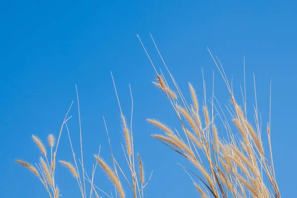 閉じる自然コンセプトのアイデアのための澄んだ青空と乾燥した背の高い草 — ストック写真