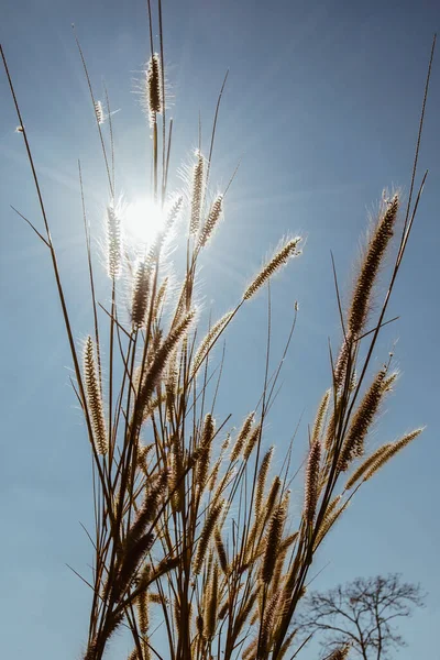 Grama Miscanthus Seco Com Céu Azul Raio Sol Para Ideia — Fotografia de Stock