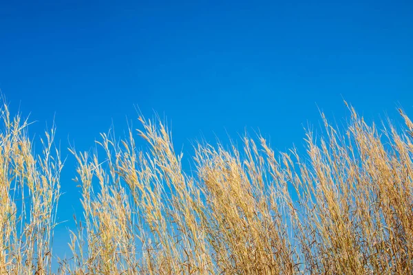 背の高い草を乾燥させ 澄んだ青い空自然コンセプトのアイデア — ストック写真