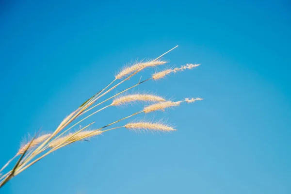 Herbe Miscanthus Séchée Jaune Avec Ciel Bleu Clair Pour Idée — Photo