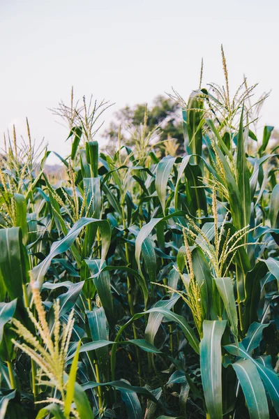 田舎の農場で農業の概念のための夜に柔らかい光とトウモロコシ畑の緑の赤ちゃんのトウモロコシの選択的な焦点 — ストック写真