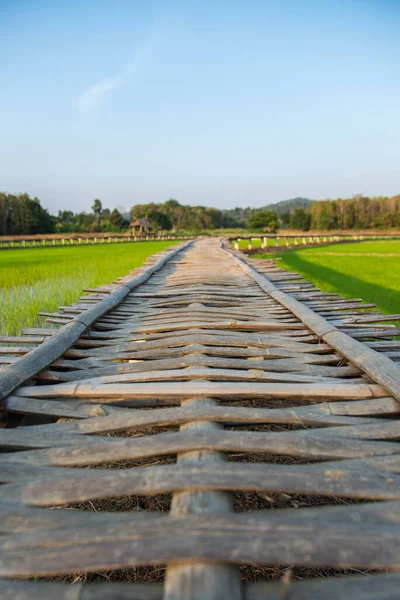 Szelektív Összpontosítás Bambusz Híd Átívelő Zöld Rizs Mező Táj Lágy — Stock Fotó