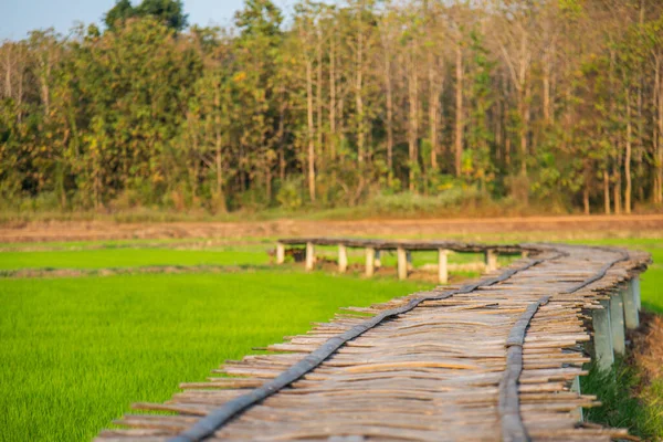 Hölzerne Bambuspfadbrücke Überspannt Die Grüne Reisfelder Landschaft Mit Sanftem Licht — Stockfoto