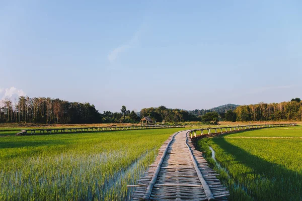 Ponte Caminho Bambu Madeira Abrangendo Paisagem Campo Arroz Verde Com — Fotografia de Stock