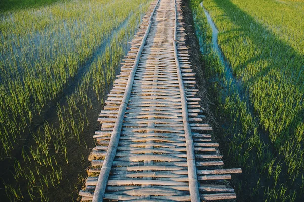 Ponte Bambù Legno Percorso Che Estende Nella Verde Campagna Risicola — Foto Stock