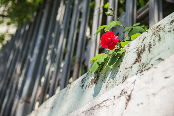 Rød rose på steinvegg – stockfoto