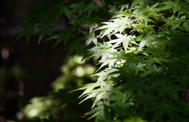 Güneş ışığı ile yeşil akçaağaç yaprağı