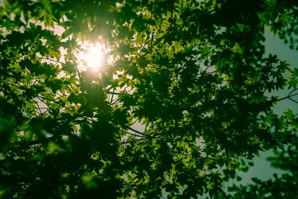 Rayon de soleil à travers la feuille verte avec len style fusée éclairante — Photo