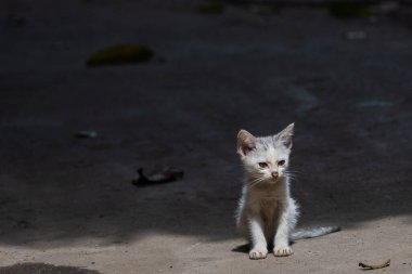 Küçük kedi yavrusu beton zeminde, yumuşak doğal ışıkta tek başına oturuyor. Yalnızlık, hassasiyet, masumiyet, hayvan refahı ve şehir hayatı kavramı. Editör, hayır kurumu, kurtarma ve duygusal öykü temaları için uygundur