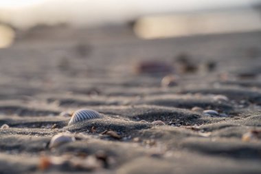 Dalgalı kumsalda kısmen gömülü küçük bir deniz kabuğunun minimal yakın çekimi, yumuşak doğal ışıkla çekilmiş, sığ bir alan derinliği ve sakin bir sahil havası var.