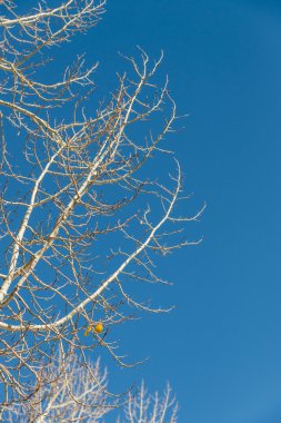 Mavi gökyüzü ile beyaz ağaç sarı yapraklarda