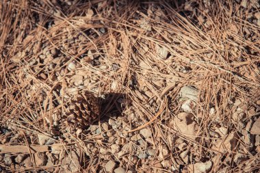 Klasik Tema yerde aşağı çam koni Güz