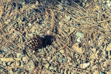 Çam koni Güz aşağı katta