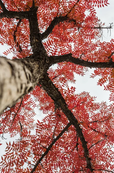 Bulutlu gökyüzü ile ağaç şube kırmızı yapraklar — Stok fotoğraf