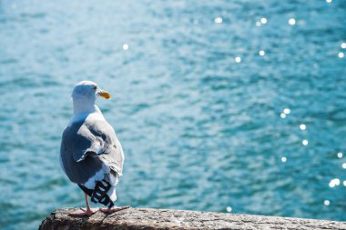 Martı ve su glitter arka plan arka