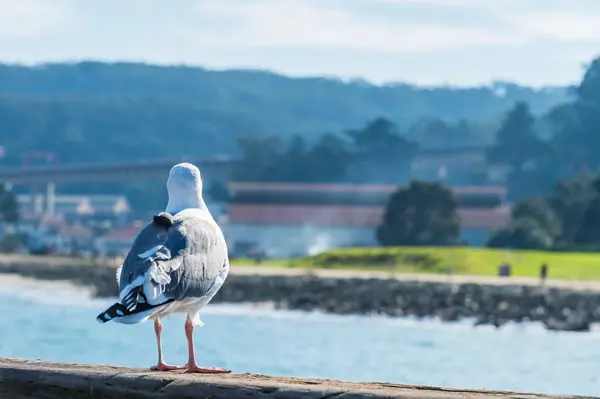 Backside of seagull and seaside background — Stock Photo, Image