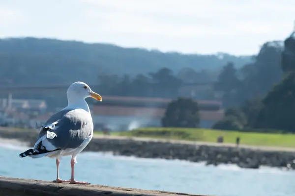 Uma gaivota e fundo à beira-mar — Fotografia de Stock