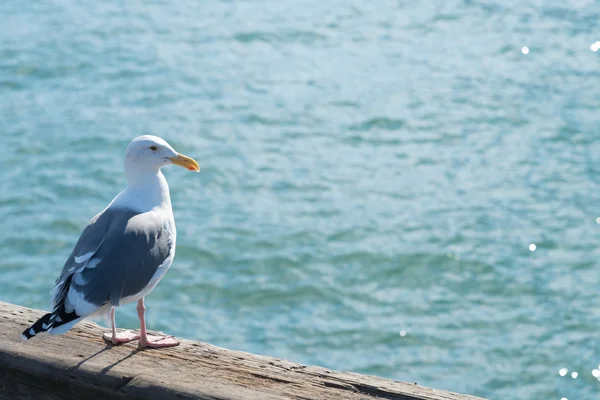 A seagull and water glitter background — Stock Photo, Image