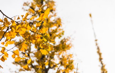 Sarı Ginkgo pozlama stili altında bırakır