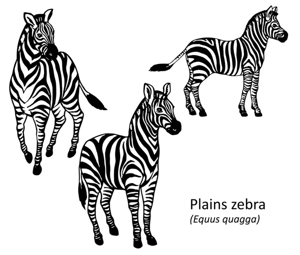 Pianure Zebra — Vettoriale Stock