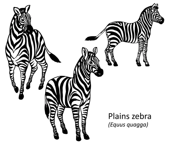 Zebra stepní — Stockový vektor