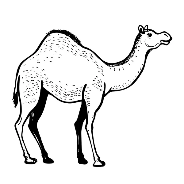 Dromedary camelo mão ilustração desenhada — Vetor de Stock