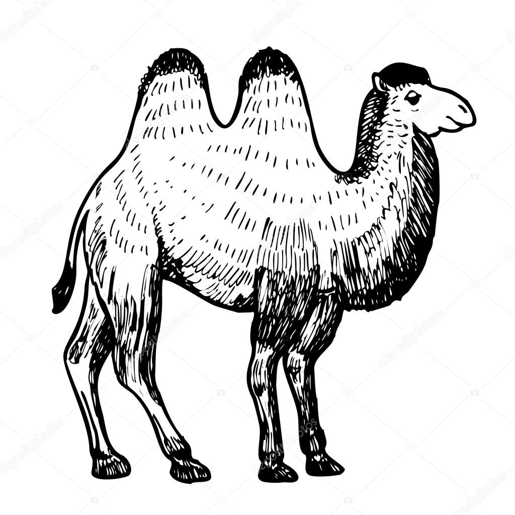 Верблюд двугорбый рисунок