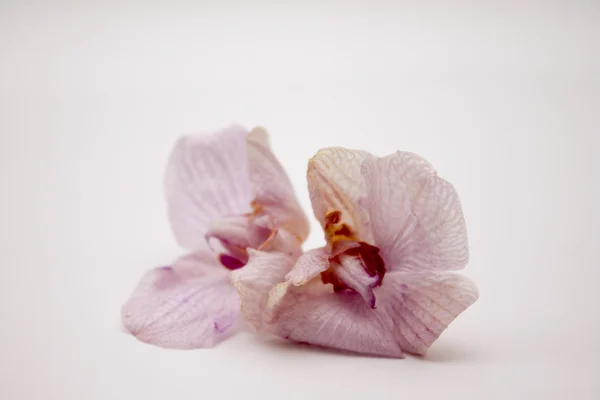 Beyaz arkaplanda orkide çiçekleri