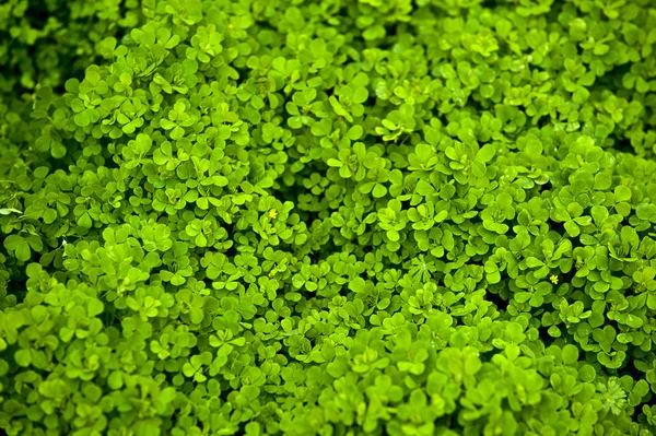Clover in Green Stock Photo